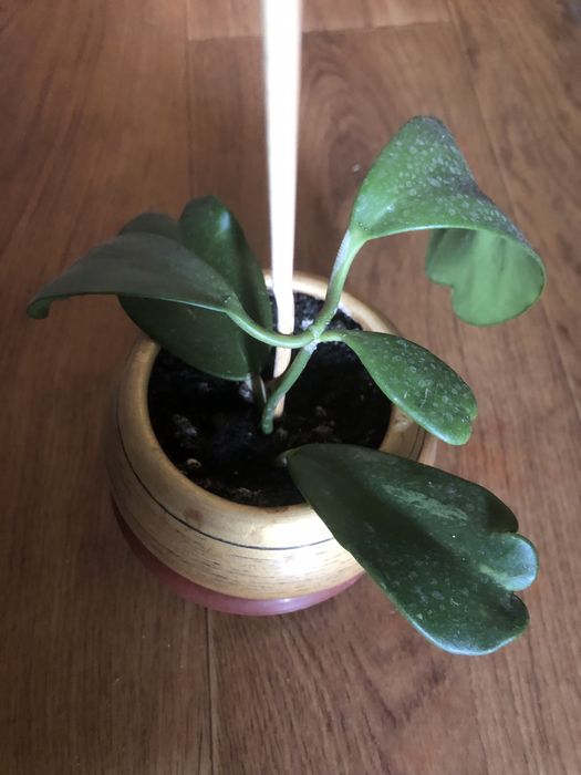 Хойя керри вьющееся красивоцветущее ароматное комнатное растение