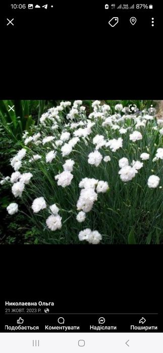 Гвоздика  садова