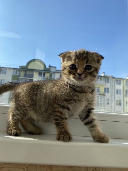 Продаються кошенята шотландці