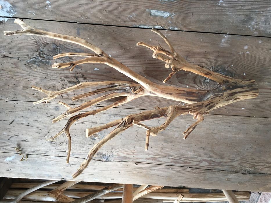 Коріння та гілки для декорування і виробів