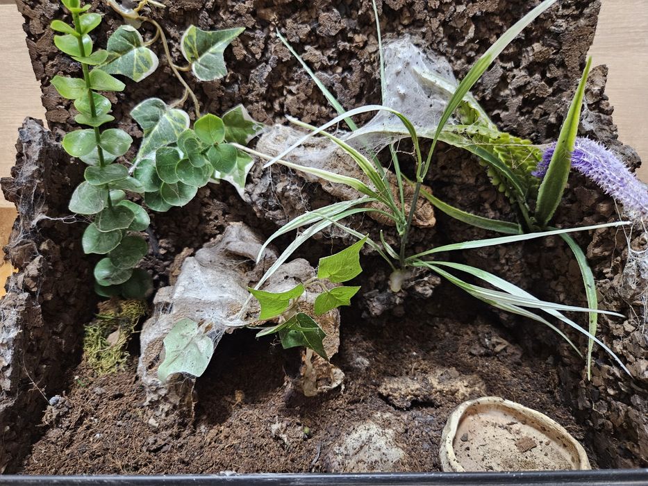 Terrarium 40x25x25