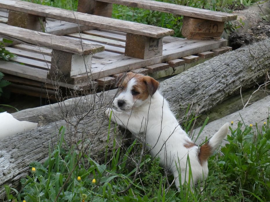 Jack Russell Terrier c/ Pedigree