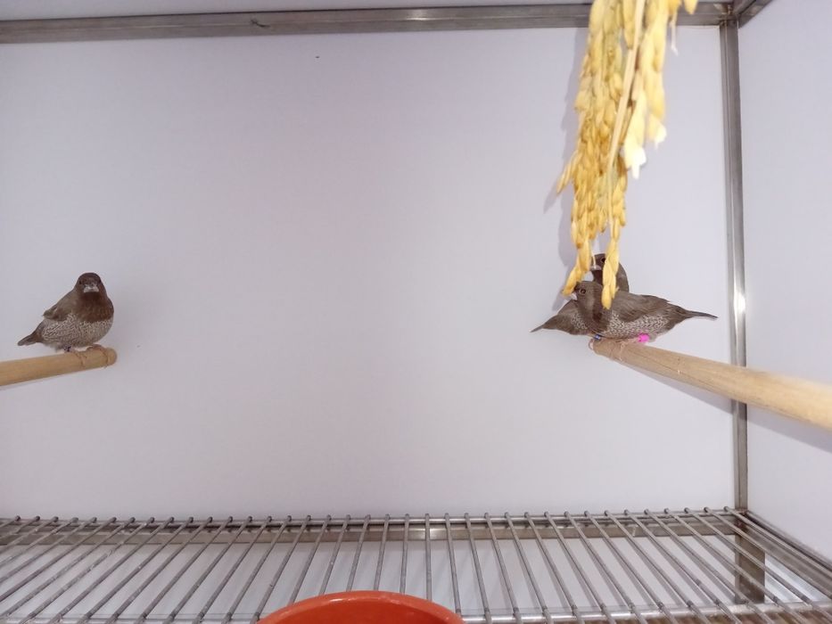 Bengalins de Exposição