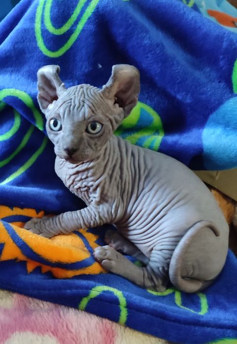 Продам котят канадский сфинкс