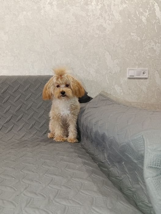 Мальтіпу міні хлопчік