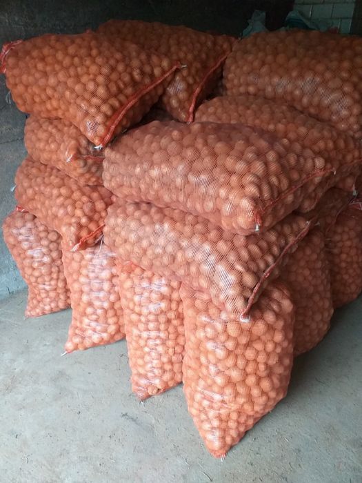 Sprzedam ziemniaki kaliber sadzeniaki, Catania, Vineta