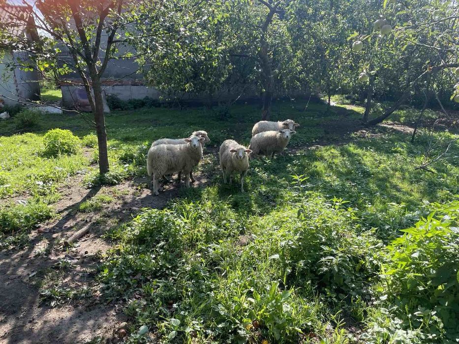 Продам ягнят романівська порода