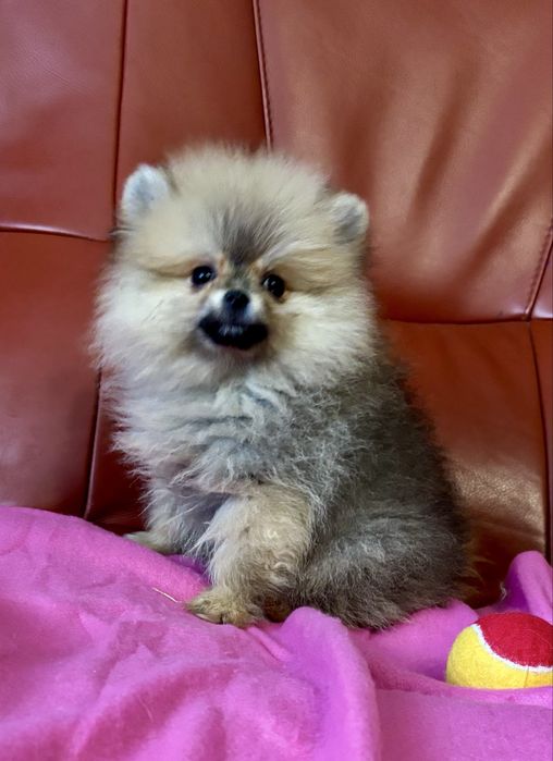 Szpic miniaturowy pomeranian