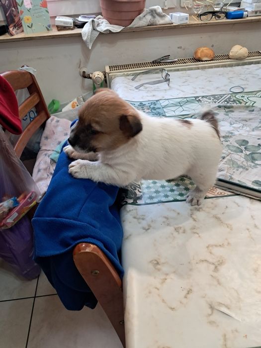 Piesek Jack Russell Terier