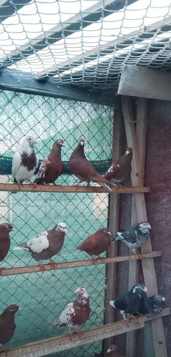 Gołębie mulemansy młode 2025 r