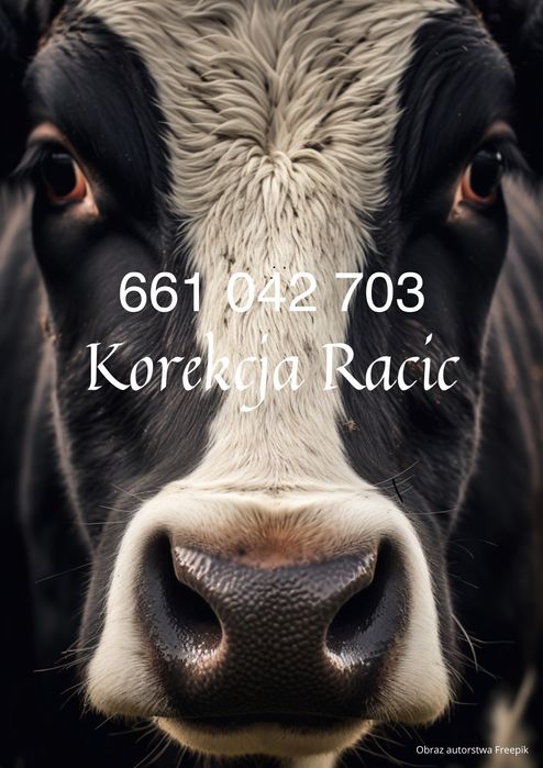 Korekcja racic u krów