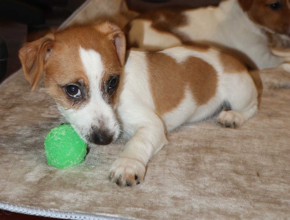 Джек Рассел тер'єр цуценя