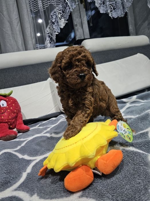 Pudel Toy Red Brown Dziewczynka Już Do Odbioru