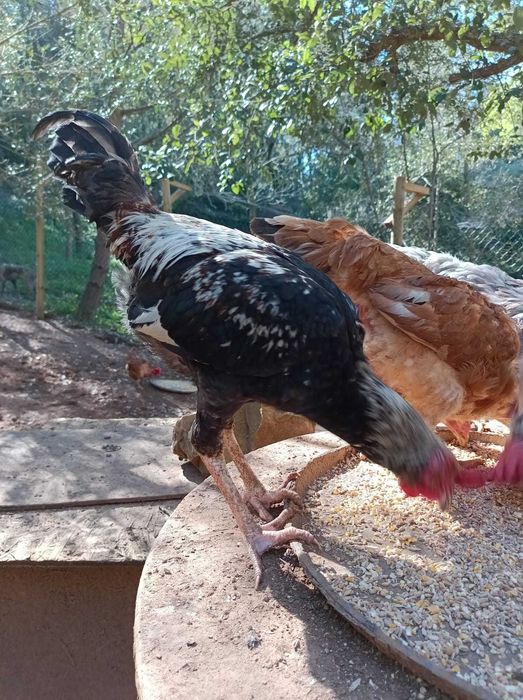Galo de campo com 7 meses