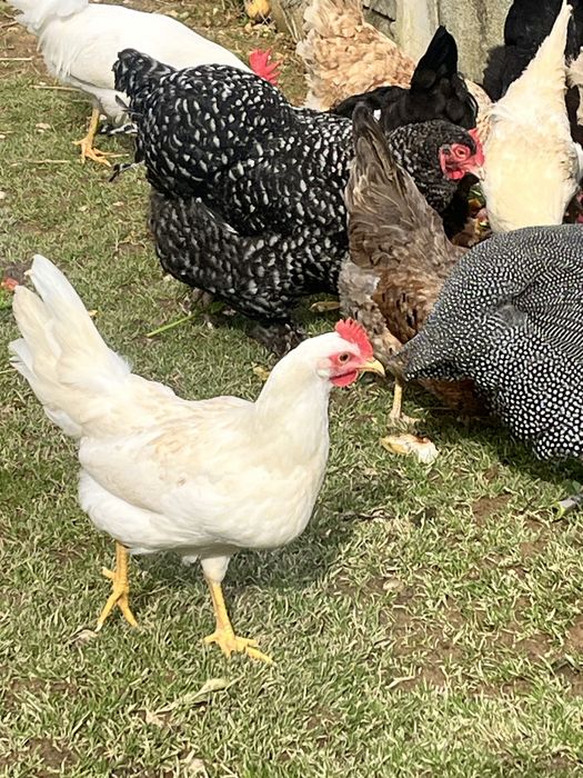 Ovos e pintos de galinha Leghorn - Alta Produção de Ovos Brancos