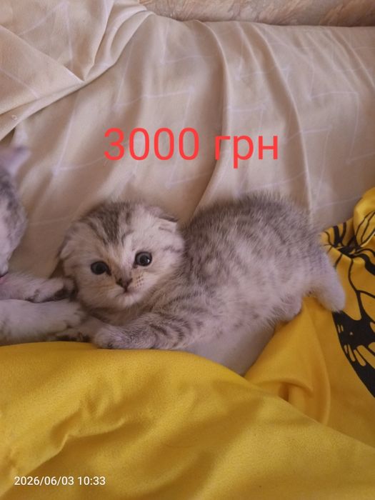 Шотландськие котята