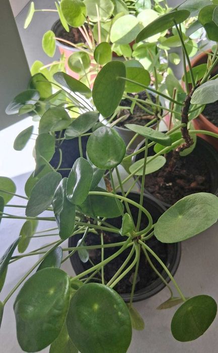 Mudas de Pilea Peperomioides
