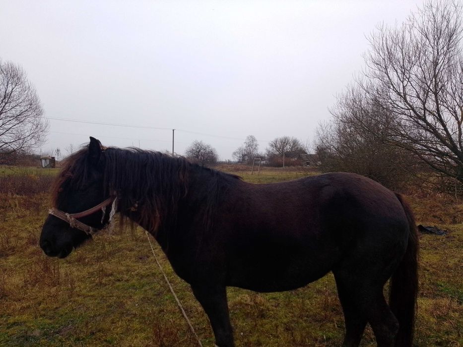 продам кобилу 7 років