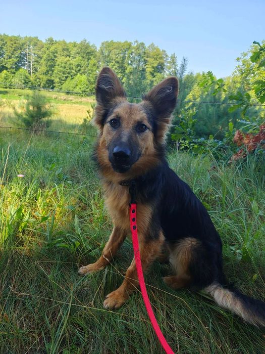 Xenia do adopcji