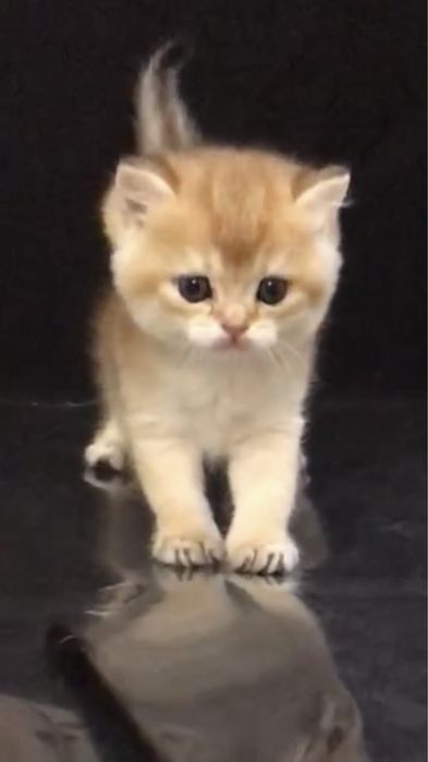 Котята британцы ,золотая шиншила
