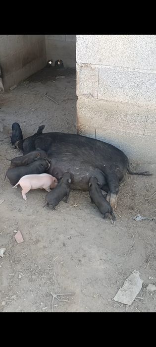 Porquinhos vietnamitas para troca