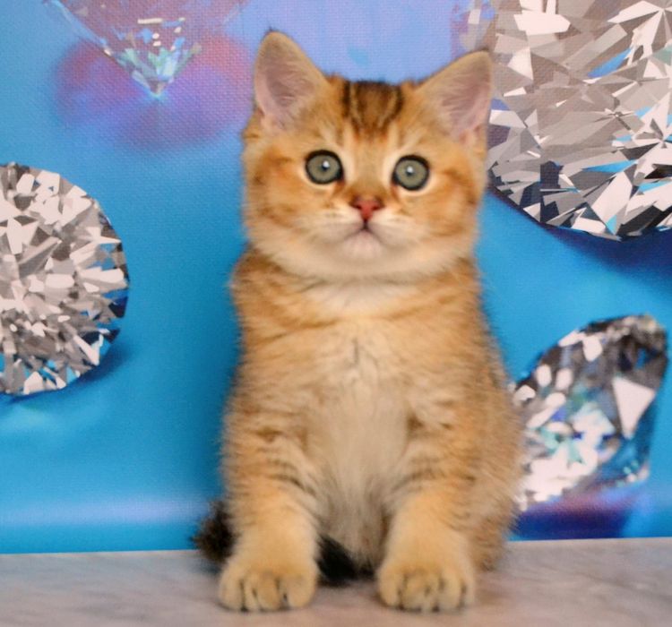 Золота шиншила кошенята