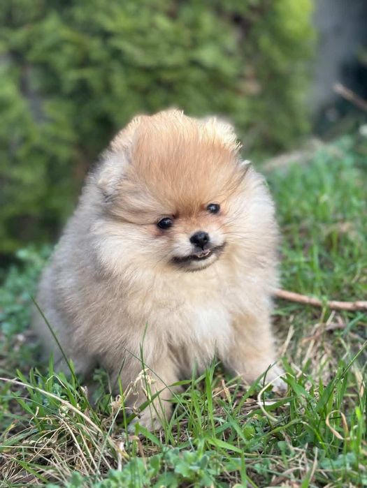 Szpic Miniaturowy Pomerania