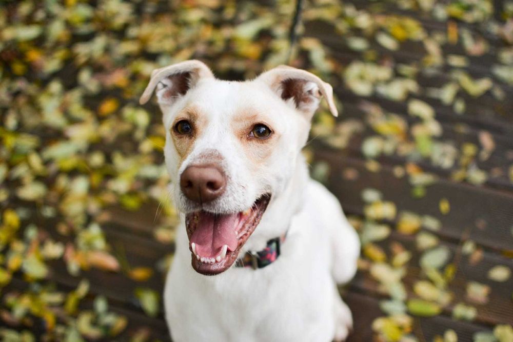 Forest pies ,który potrzebuje spokojnego domu