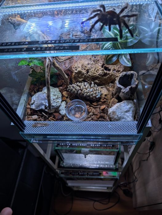 Chromatopelma ptasznik samica z terrarium