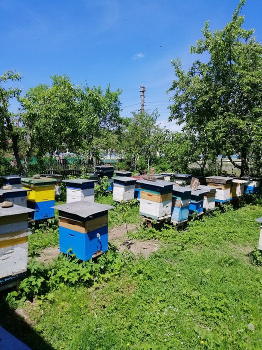 Продам бджолопакетипакети карники, сім'ї