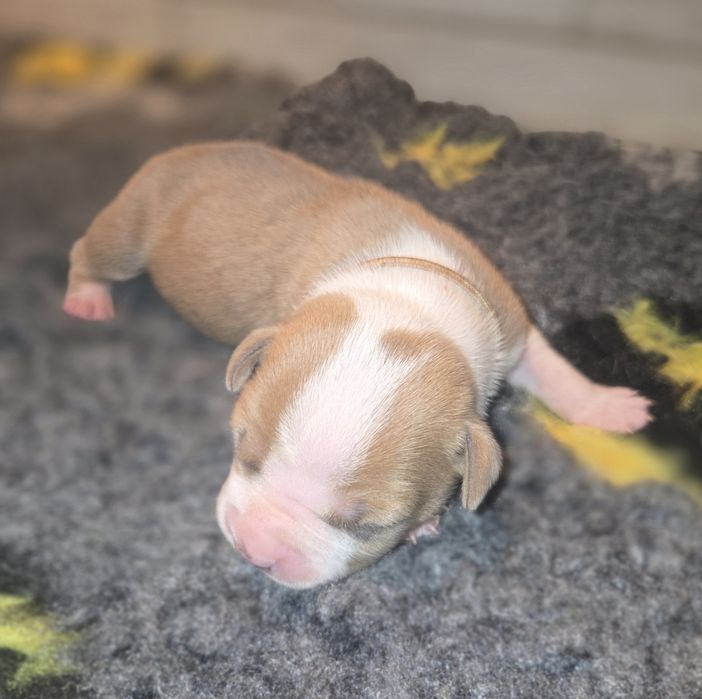 Błękitno Płowa Suczka American Staffordshire Terrier Amstaff ZKwP FCI