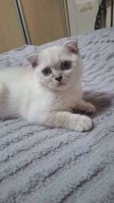 Кошеня Шотландський вісловухий хлопчик