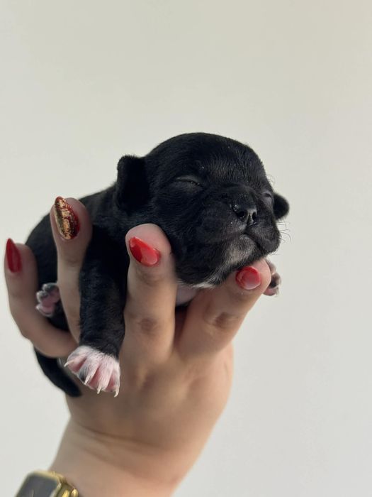 Rezerwacja szczeniąt chihuahua