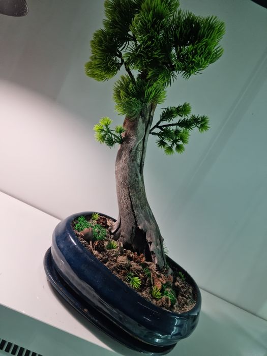Drzewko   bonsai