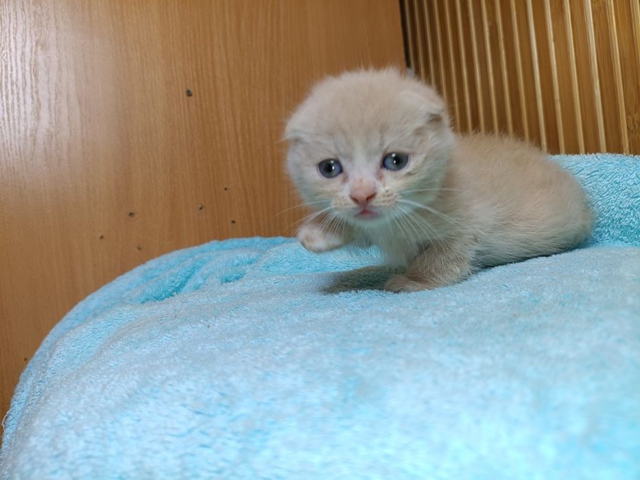 Шотландские вислоухие котята золотая шиншилла