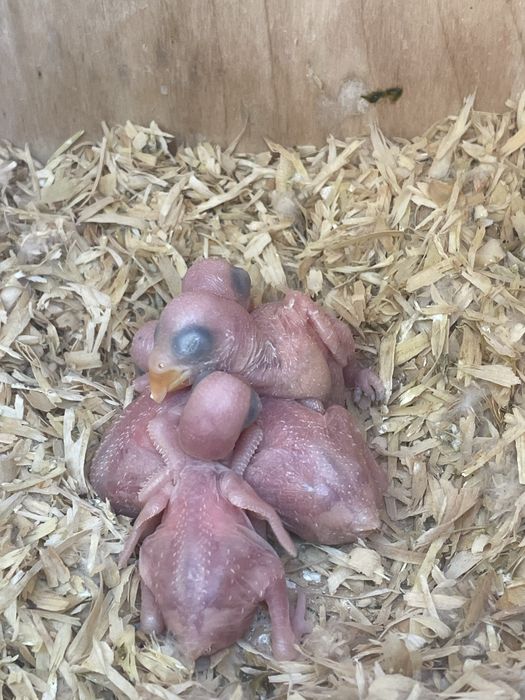 Ring necks bebes criados à mao