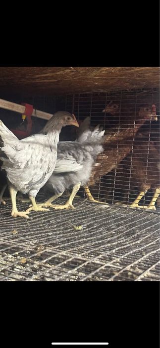 Курочки Домінант Легорн Ломан браун