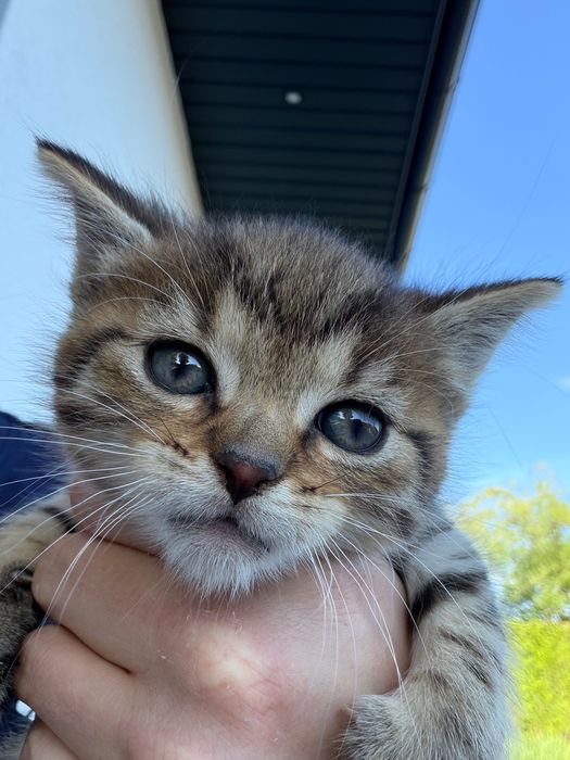 Kotki do adopcji