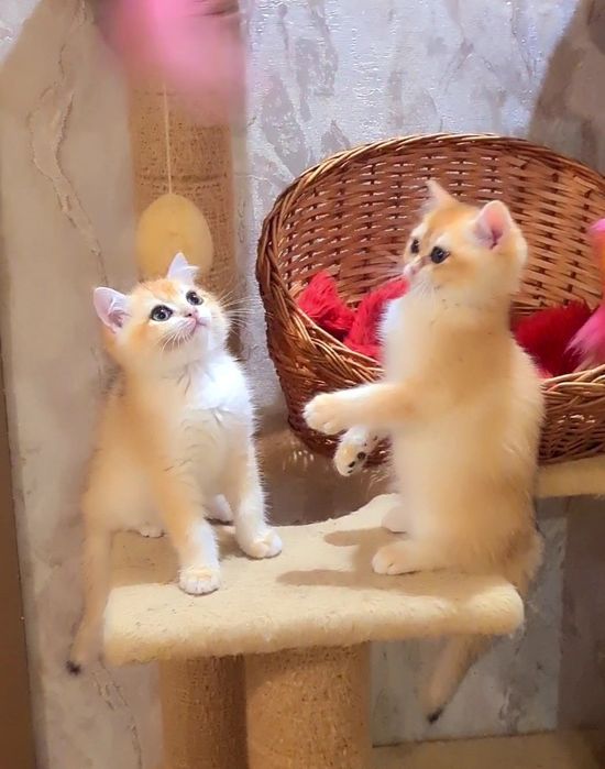 Оочень ручные и ласковые котята