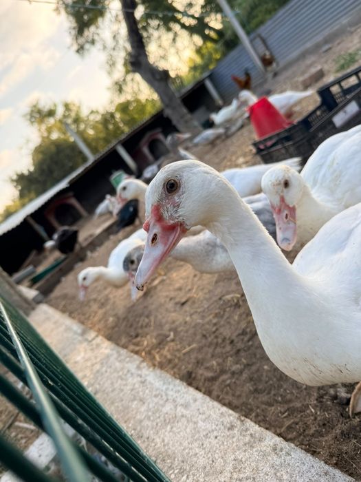 Patos e Galinhas