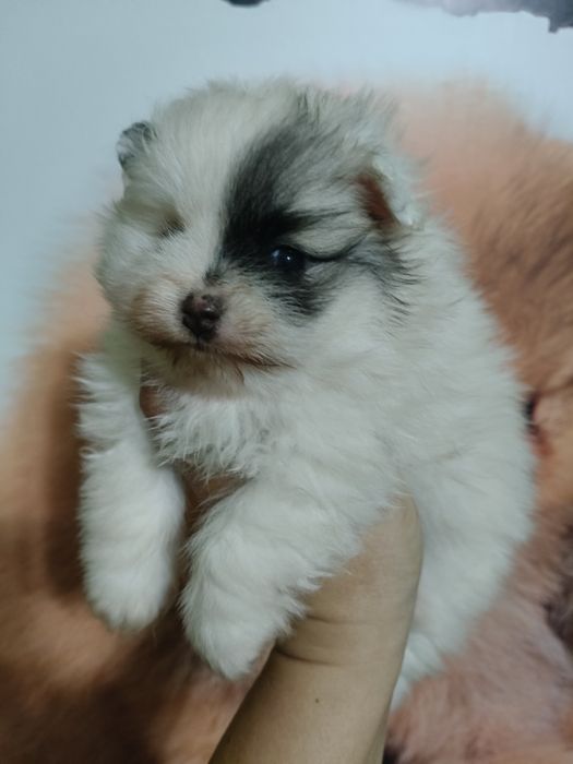 Lulu da Pomerânia menino