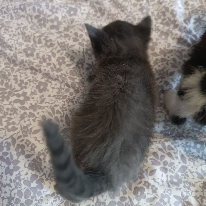 Відаю кошенят у добрі руки
