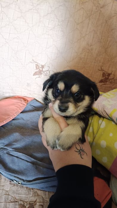 Oddam suczki w dobre ręce