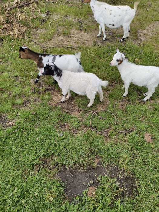 Várias  cabras. anãs