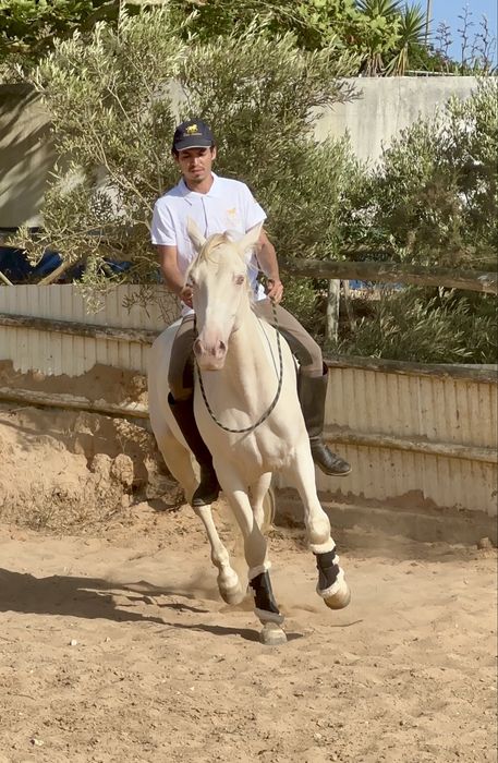 Perfectly  Horse 6 years old.   Cavalo Isabel