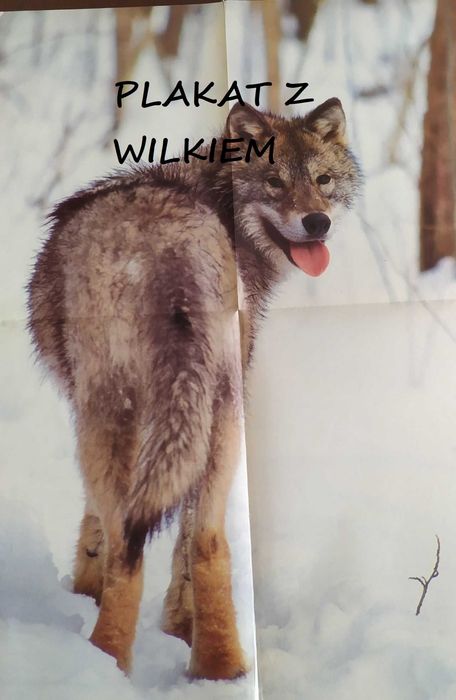 Wilki – m.in. pocztówki dla miłośników tych zwierząt