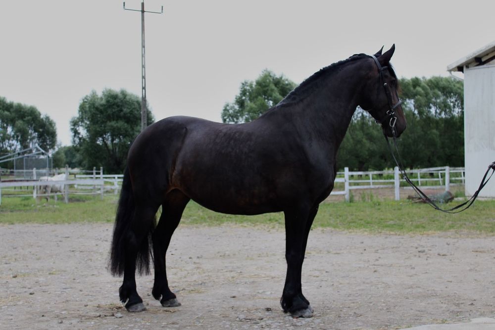 Raven klacz SP 11 lat