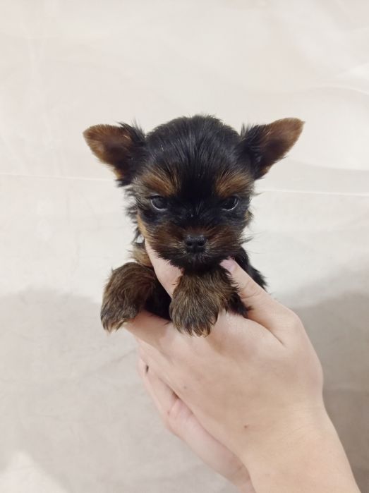 Мини Девочка Йорк