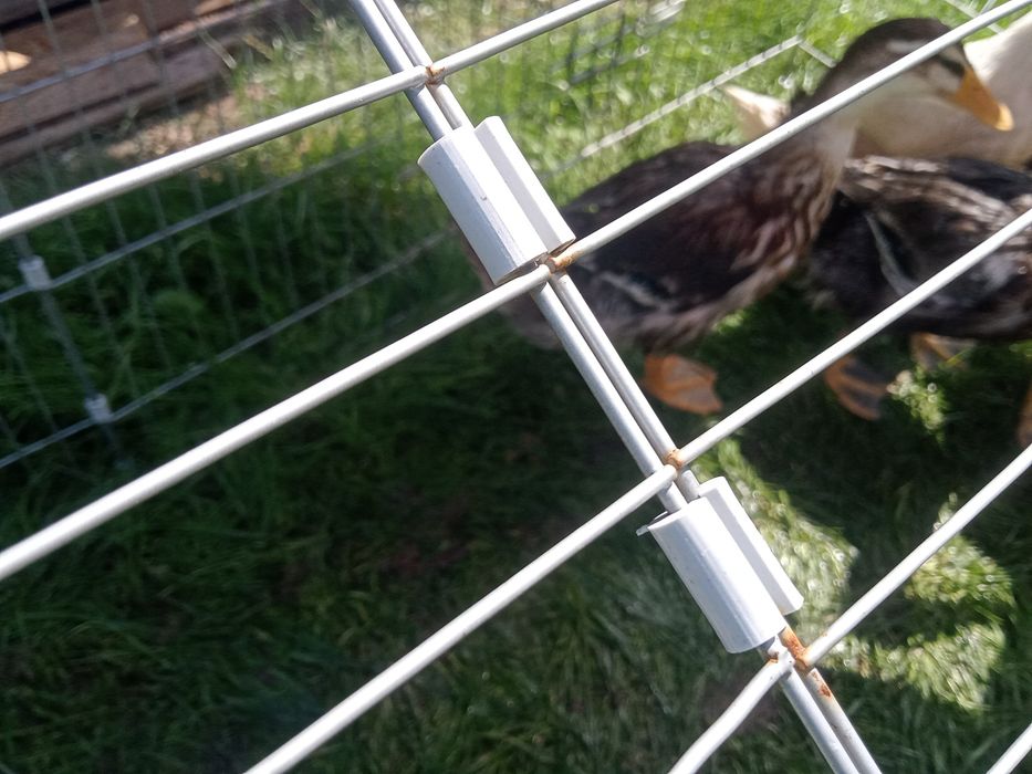 Kaczki  Staropolskie zmienią wolierę