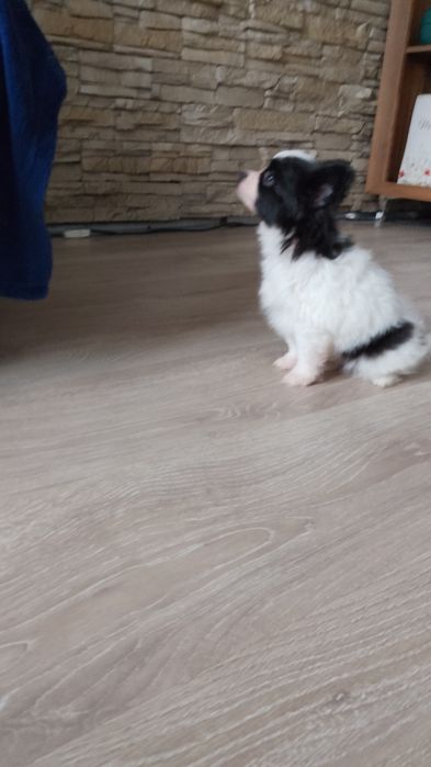 Papillon Spaniel Kontynentalny Miniaturowy